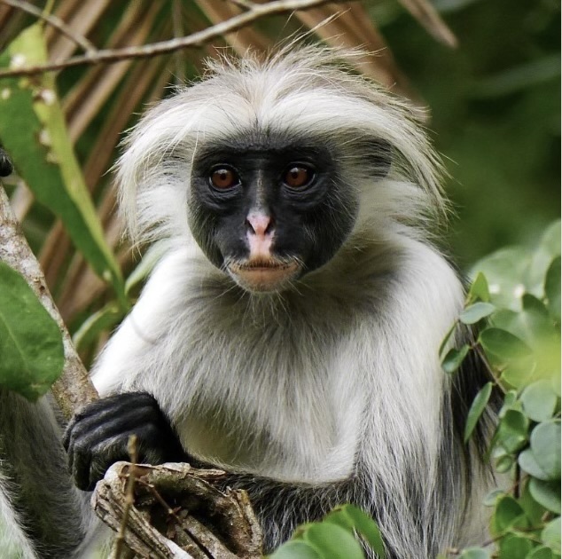 Jozani Forest &amp;amp; Red Colobus Monkeys