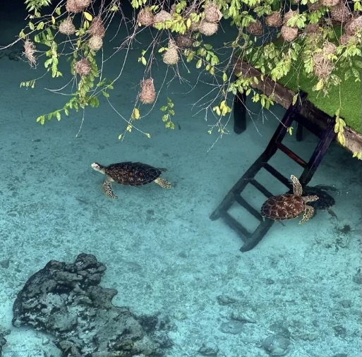 aquarium zanzibar